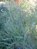 Panicum virgatum 'Prairie Sky' - Switch Grass Switchgrass Blue Switch Grass