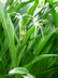 Hymenocallis 'Tropical Giant' - Spider Lily Peruvian Daffodil