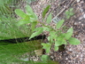 Ceanothus herbaceus - Jersey Tea Redroot