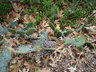 Opuntia polyacantha var. juniperina