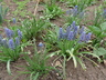 Muscari armeniacum 'Saffier' - Grape Hyacinth