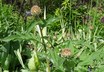 Centaurea dealbata - Persian Cornflower
