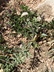 Lomatium orientale - Northern Idaho Biscuitroot Desert Parsley Salt-And-Pepper
