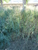 Panicum virgatum 'Trailblazer' - Switch Grass Switchgrass