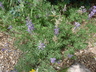 Lupinus neomexicanus - New Mexico Lupine