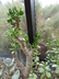 Crassula ovata 'Sunset' - Jade Plant Japanese Rubber Plant Japanese Laurel Jade Tree