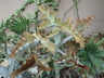 Kalanchoe beharensis - Velvet Leaf Felt Plant