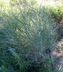 Sorghastrum nutans 'Bluebird' - Golden Prairie Grass Indian Grass Wood Grass Indiangrass