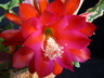 Epiphyllum 'Ernst Gundchen' - Orchid Cactus
