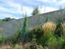 Saccharum ravennae - Plume Grass