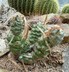 Tephrocactus articulatus - Paper Spined Cholla Paper Spine Cactus