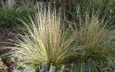 Nassella tenuissima - Finestem Tussockgrass Mexican Feather Grass Finestem Needlegrass
