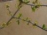 Forestiera pubescens - Stretchberry Elbowbush Spring Herald
