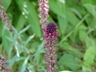 Lysimachia atropurpurea 'Beaujolais' - Loosestrife Burgundy Gooseneck Loosestrife