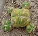 Gymnocalycium horstii - Spider Cactus