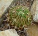 Echinofossulocactus lamellosus
