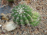 Melocactus bahiensis f. acispinosus