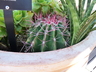 Ferocactus emoryi - Emory's Barrel Cactus Traveler's Friend