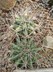 Ferocactus emoryi ssp. rectispinus - Long Spined Barrel Cactus