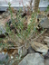 Fouquieria columnaris - Boojum Tree