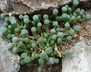 Fenestraria rhopalophylla ssp. aurantiaca - Window Plant