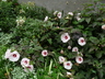 Hibiscus moscheutos 'Crown Jewels' - Common Rose Mallow