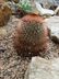 Mammillaria spinosissima super red - Spiny Pincushion Cactus