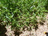 Collomia grandiflora - Grand Collomia Largeflower Mountain Trumpet