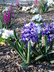 Hyacinthus orientalis 'Peter Stuyvesant' - Hyacinth