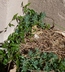 Aristolochia sempervirens - Birthwort