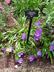 Stokesia laevis 'Honeysong Purple' - Stokes' Aster