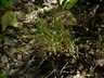Agrostis nebulosa - Cloud Grass