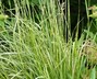 Calamagrostis x acutiflora 'Eldorado' - Feather Reed Grass