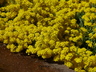 Alyssum montanum 'Mountain Gold' - Creeping Basket-Of-Gold
