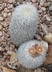 Escobaria sneedii ssp. koenigii