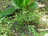 Muehlenbeckia axillaris - Wire Vine Sprawling Wirevine Creeping Wire Vine