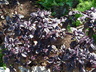 Ocimum basilicum 'Amethyst' - Basil Sweet Basil