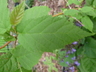 Corylus fargesii - Farges' Hazelnut Farges' Filbert Chinese Hazelnut