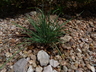 Koeleria macrantha 'Little One' - Junegrass Crested Hair Grass Prairie Junegrass
