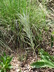 Vernonia larseniae - Larsen's Ironweed