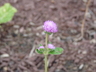 Gomphrena globosa 'Audray Pink' - Globe Amaranth