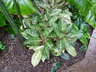 Aglaonema 'Golden Passion' - Chinese Evergreen