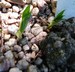 Polygonatum hookeri - Himalayan Solomon's Seal