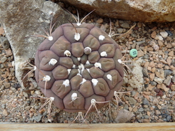 Gymnocalycium pflanzii var. albipulpa