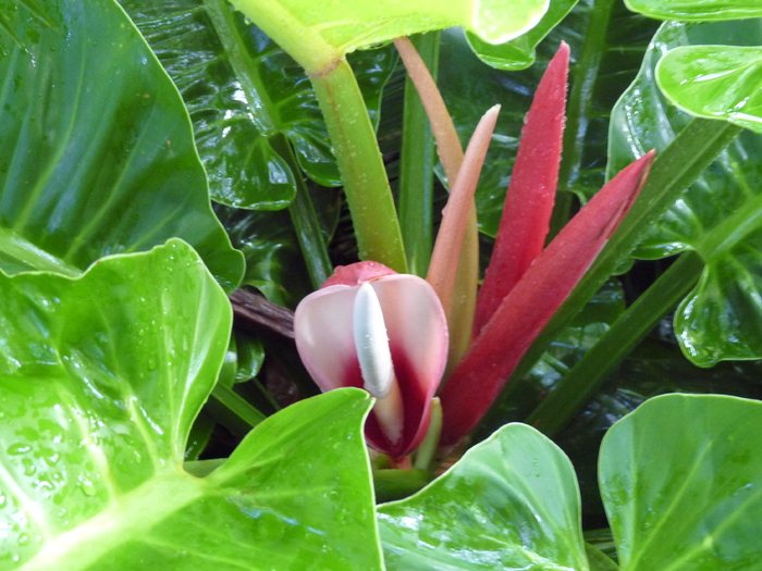 Philodendron 'Moonlight'