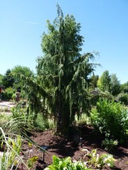 Chamaecyparis nootkatensis 'Boyko Sunrise'