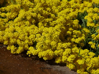 title image