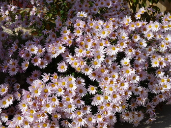 title image