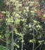 Angelica archangelica - Garden Angelica Archangel Wild Parsnip