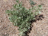 Artemisia arbuscula - Low Sagebrush Little Sagebrush